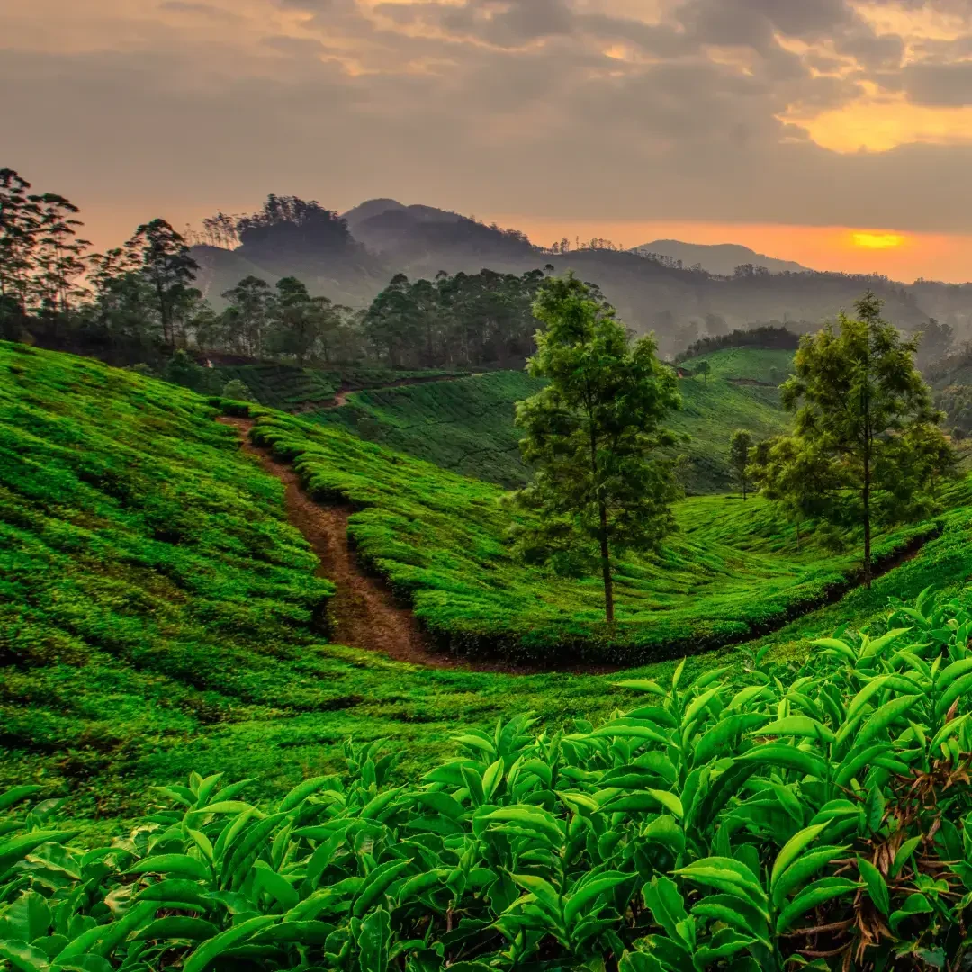 Kerala Scenery Image